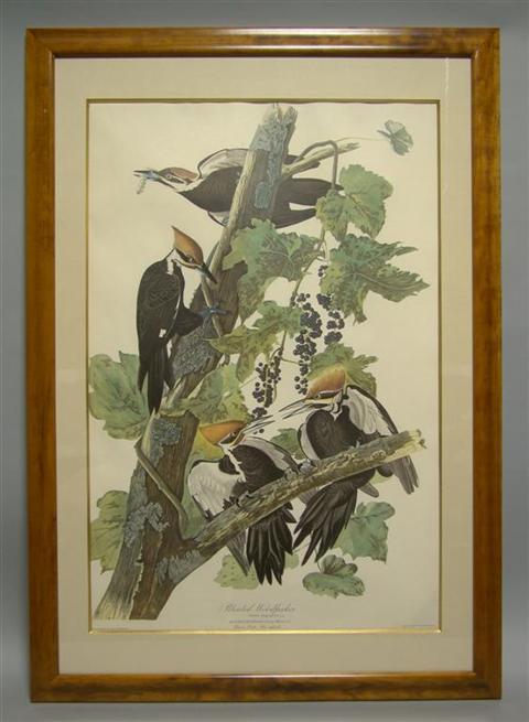 Appraisal: JAMES AUDUBON PILEATED WOODPECKER Colored print x in sight Framed