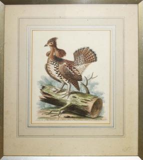 Appraisal: Pair th c hand colored engraved bird images Fowl Pennsylvania