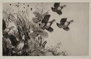 Appraisal: Aiden Lassell Ripley - A Covey of Quail signed A