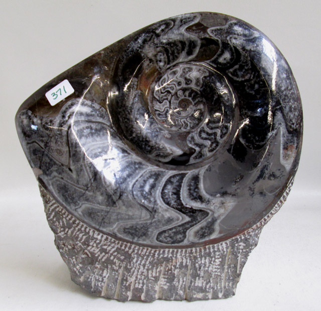 Appraisal: FREESTANDING JURASSIC AMMONITE FOSSIL featuring one large ammonite Height inches