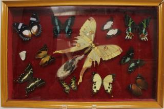 Appraisal: Framed Case of Taxidermy Butterflies Framed area H X W