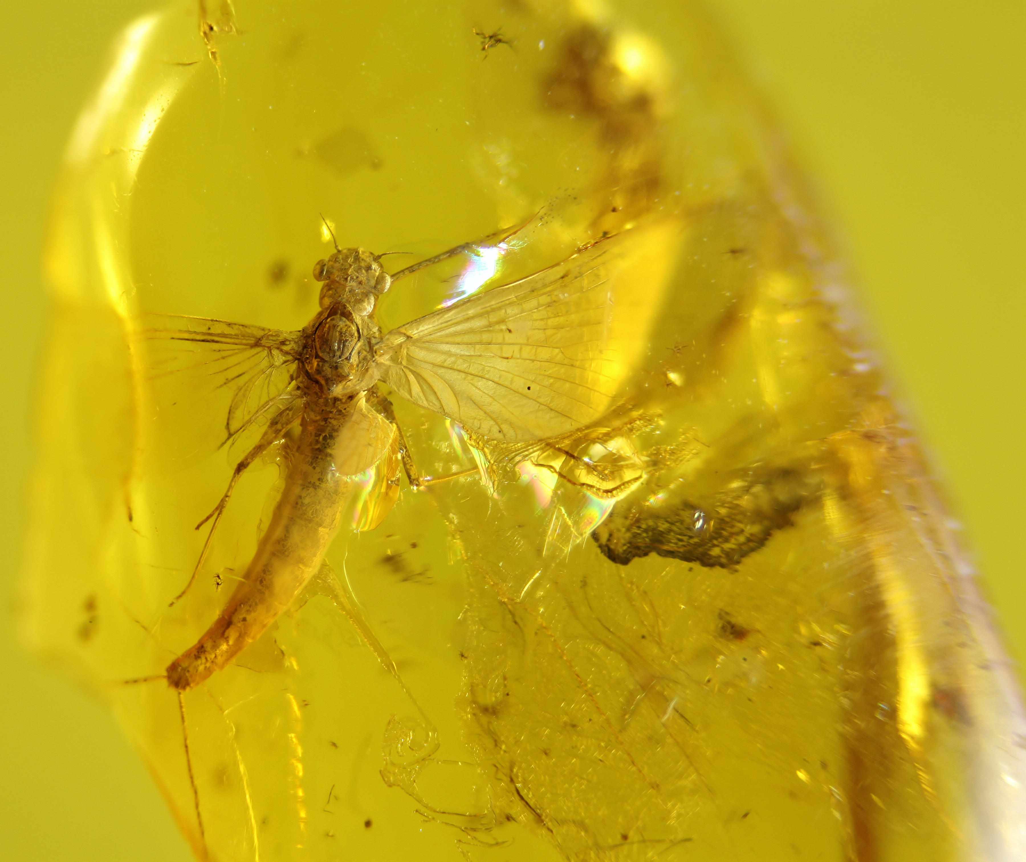 Appraisal: Without Reserve Mayfly in Baltic Amber Order-EphemeropteraEoceneSamland Peninsula RussiaThese ''cousins''