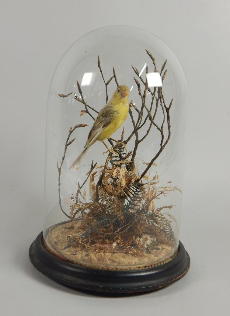 Appraisal: A taxidermied canary in a naturalistic pose on a branch