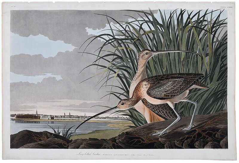 Appraisal: John James Audubon New York - Long-billed Curlew Plate CCXXXI