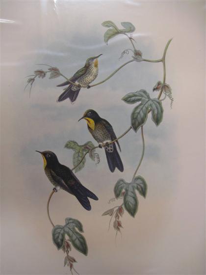 Appraisal: pieces Hand-Colored Lithographs Gould J E Sharpe Richard Whitely's Hummingbird