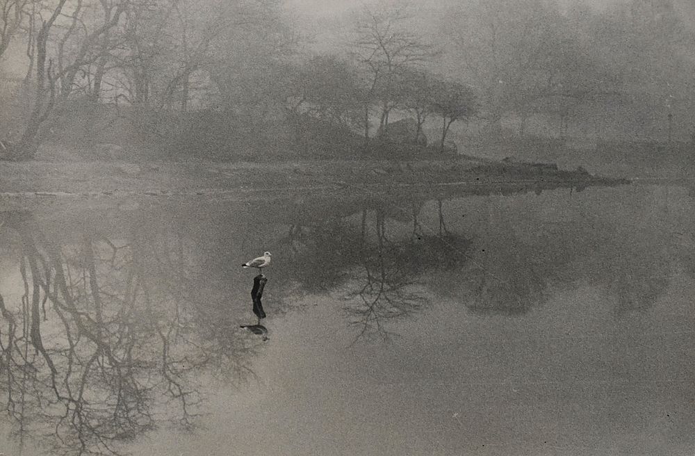 Appraisal: Esther Bubley Photograph Bird and Pond Esther Bubley - Photograph