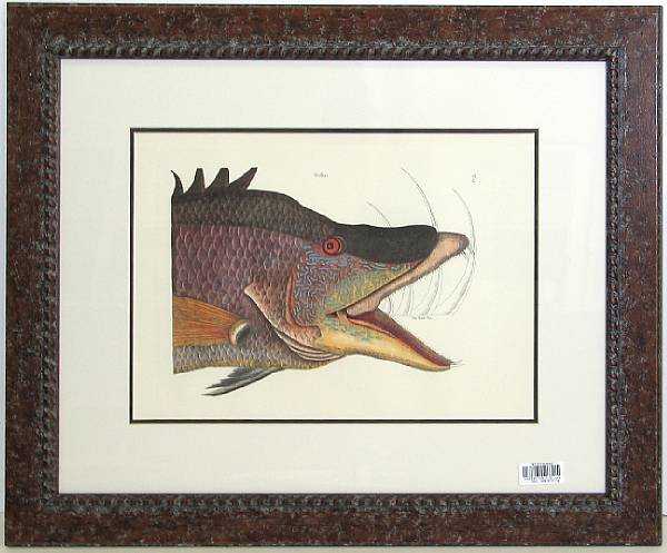 Appraisal: A set of four framed English prints of fish framed