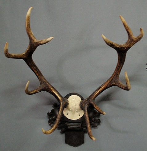 Appraisal: Black Forest stag antlers th c with carved oak leaf