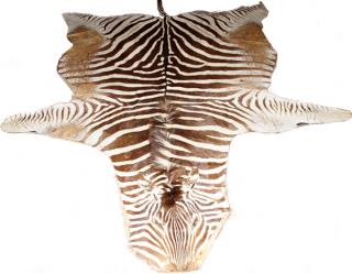 Appraisal: ZEBRA SKIN RUG ZEBRA SKIN RUG W ' L '