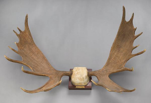 Appraisal: Mounted Moose Antlers Alces alces North America An impressive set