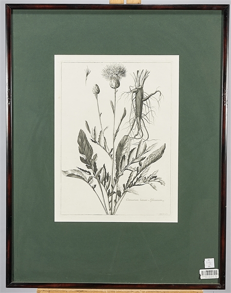 Appraisal: Five botanical engravings after Nicholas Robert each matted and framed