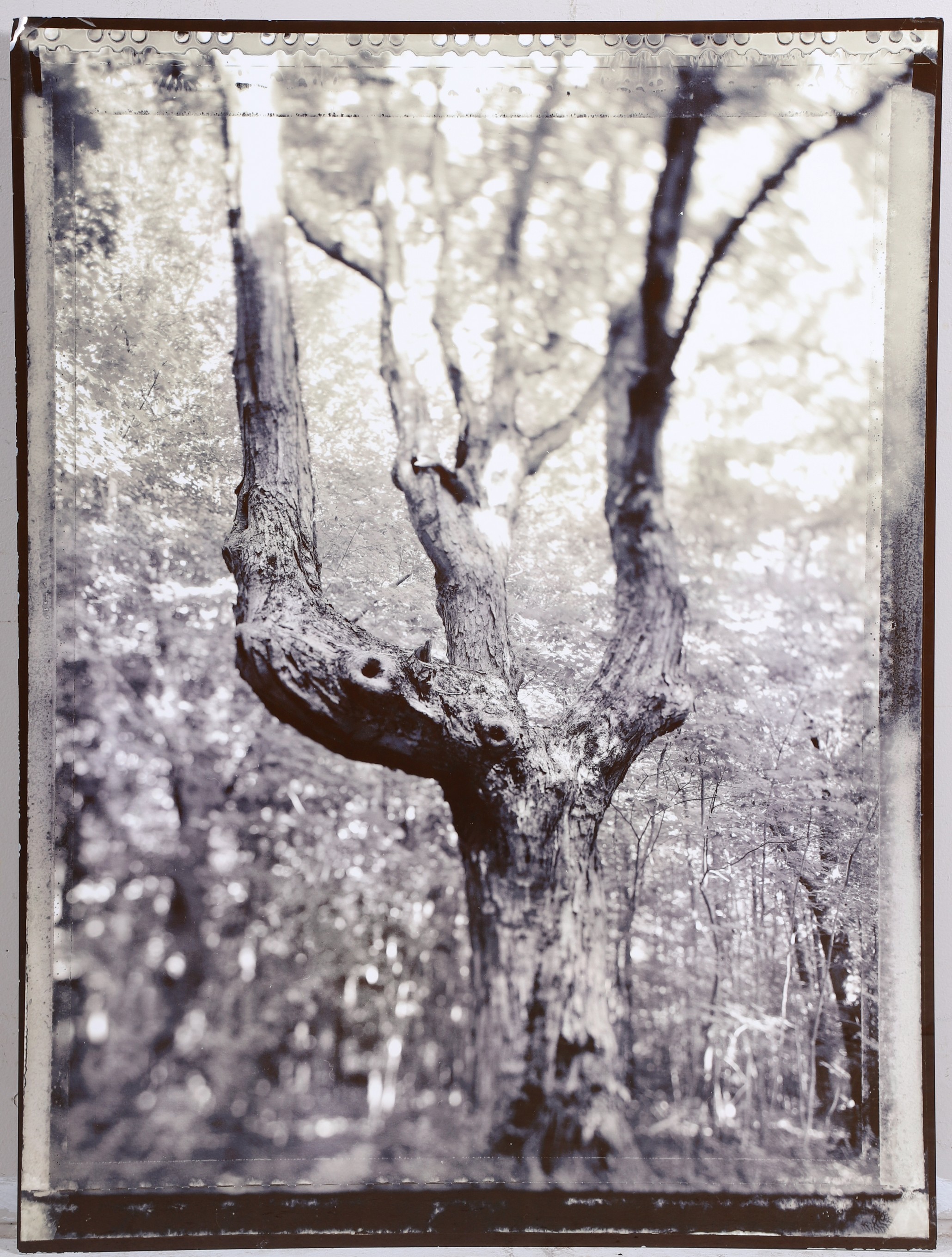 Appraisal: Andrew Garn Photograph of a Tree photograph printed on aluminum