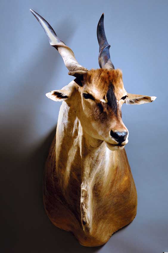 Appraisal: ELAND Taurotragus Africa The eland is reddish-brown to chestnut in