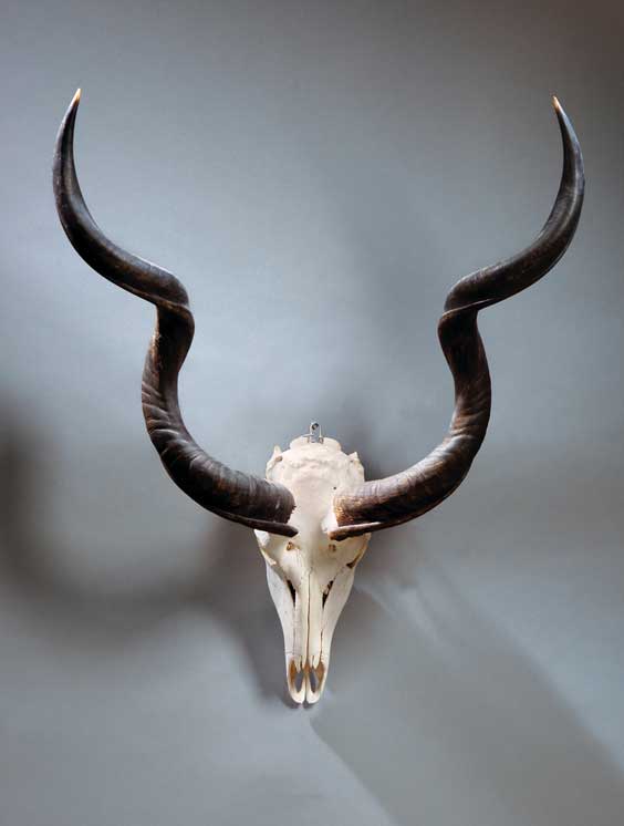 Appraisal: LESSER KUDU SKULL Tragelaphus imberis Africa Kudus are found in