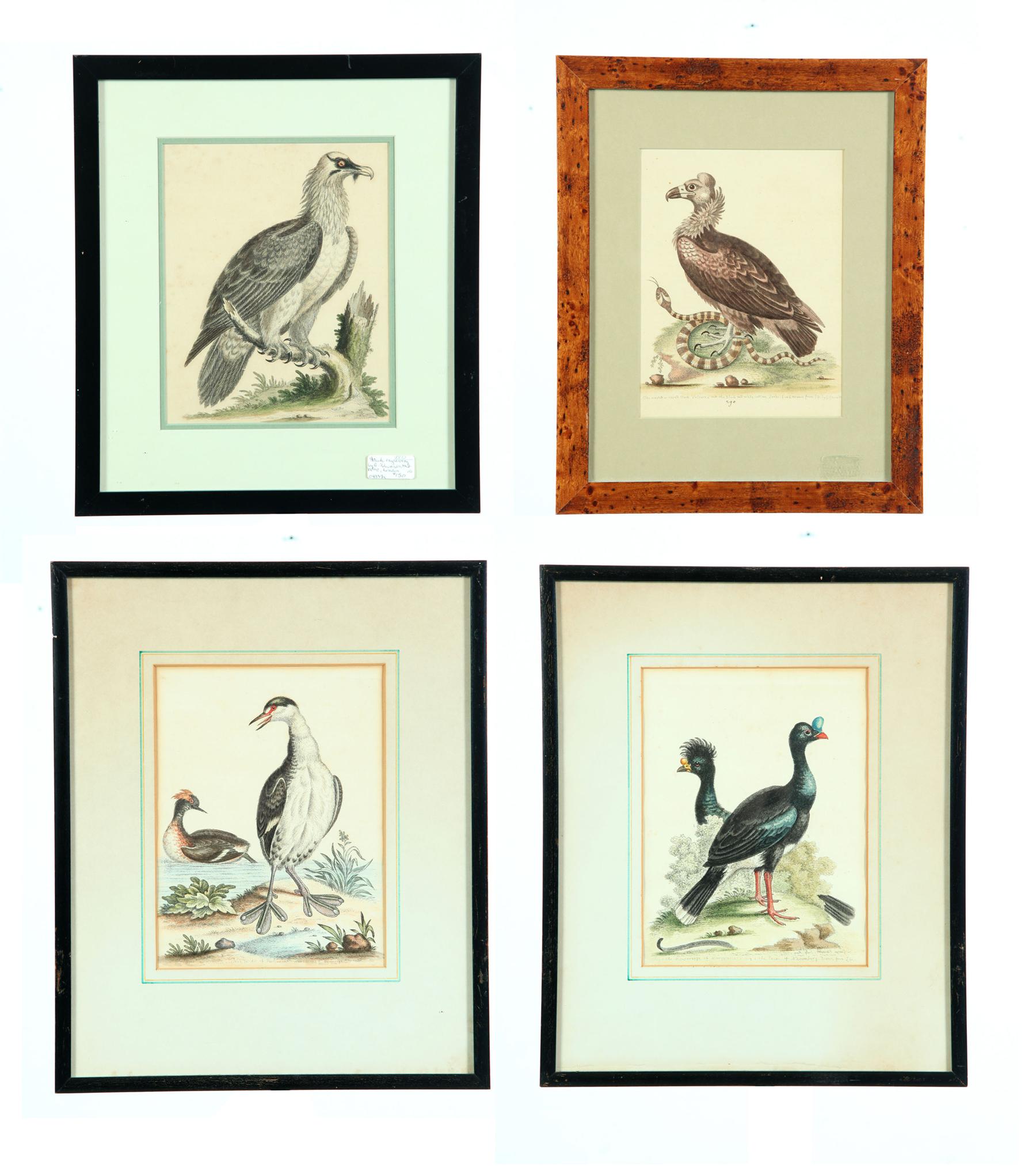 Appraisal: FOUR BIRD PRINTS AFTER GEORGE EDWARDS ENGLAND - England mid