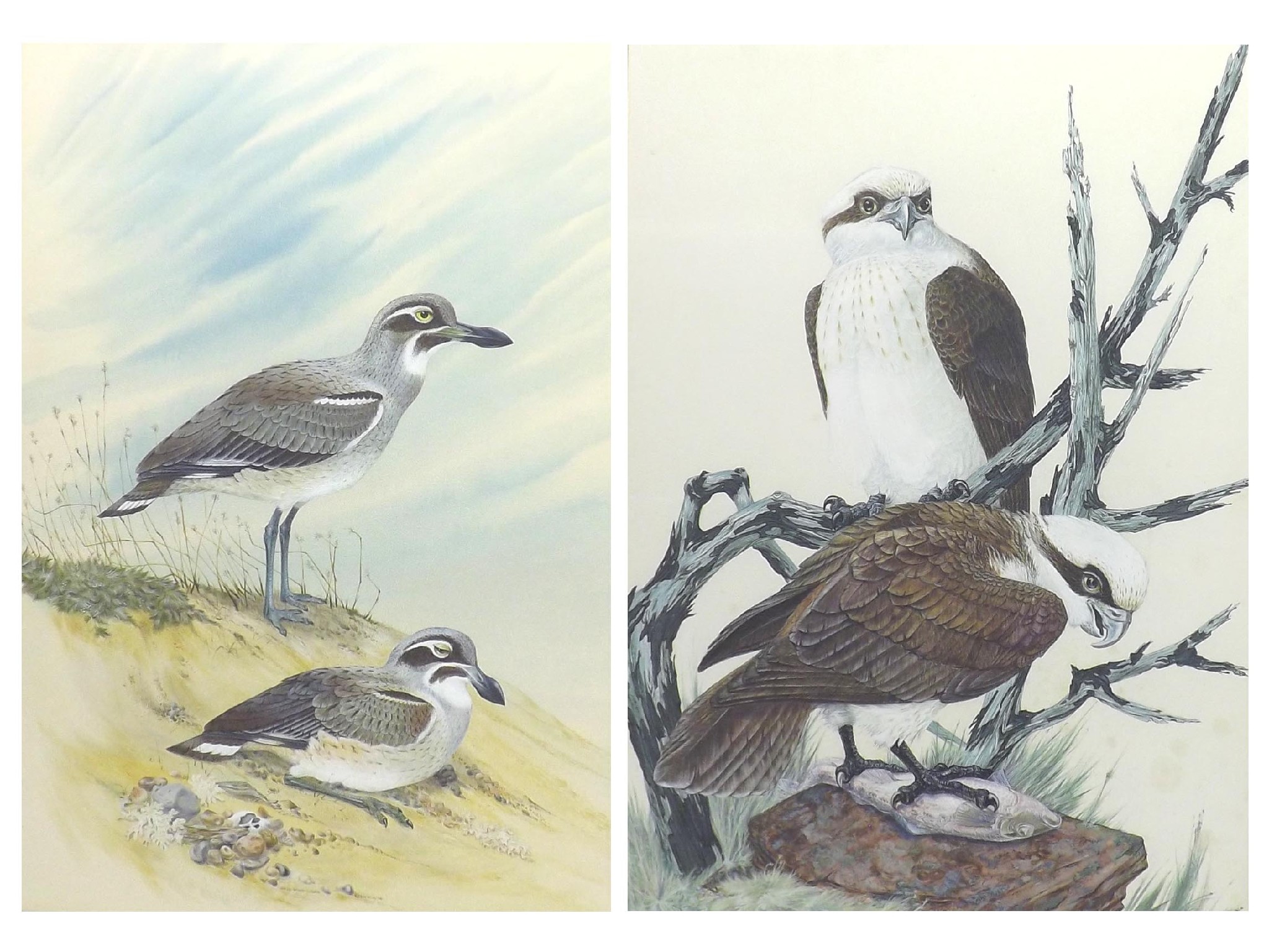 Appraisal: Robin Hill b - 'Ospreys-Go' and 'Beach Stone-Curlew' both signed