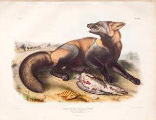 Appraisal: after John James Audubon American Cross Fox hand-colored lithograph sheet