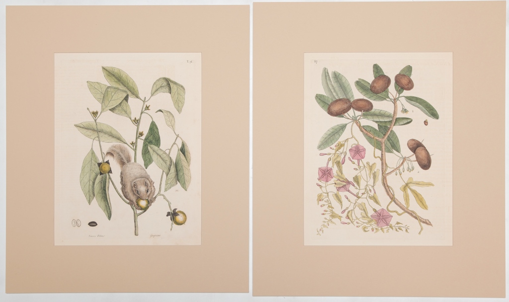 Appraisal: TWO PRINTS MARK CATESBY England - Hand colored engravings on