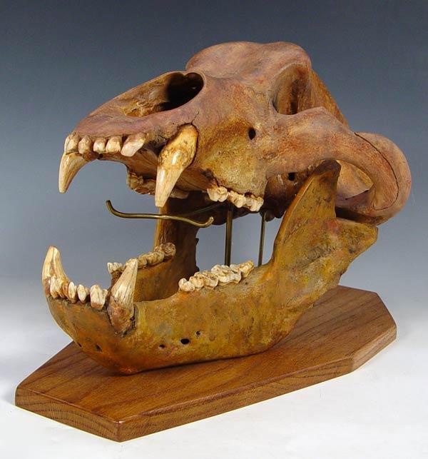 Appraisal: LARGE MALE EUROPEAN CAVE BEAR SKULL FOSSIL Complete upper lower