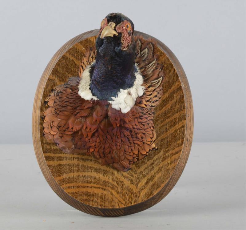 Appraisal: Pheasant Head Taxidermy Wall Mount Pheasant's head is mounted on