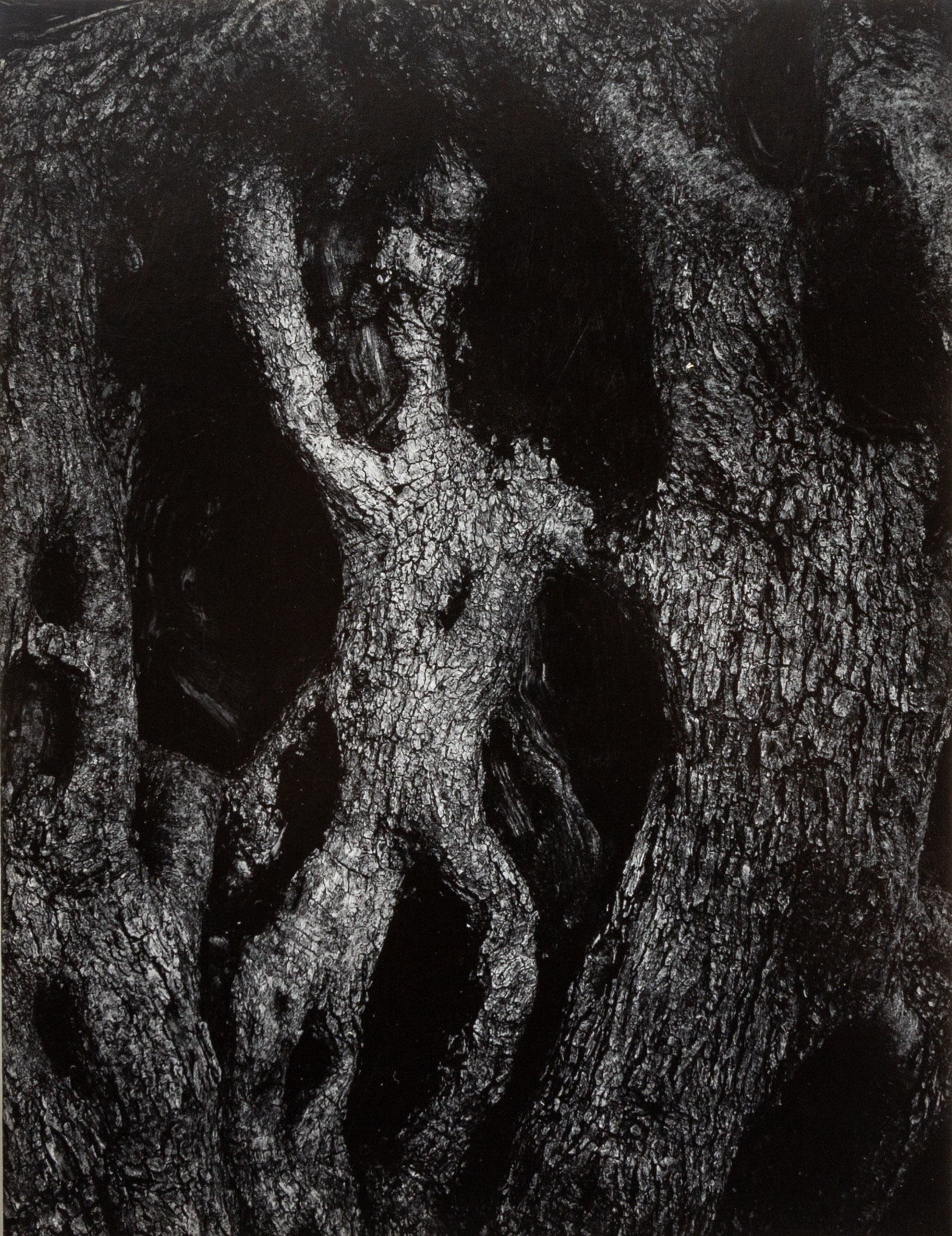 Appraisal: AARON SISKIND AMERICAN - OLIVE TREE Gelatin silver Signed titled