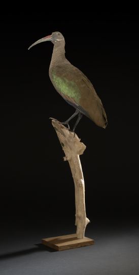 Appraisal: Good Taxidermy Specimen of an Hadada Ibis scientific name Bostrychia