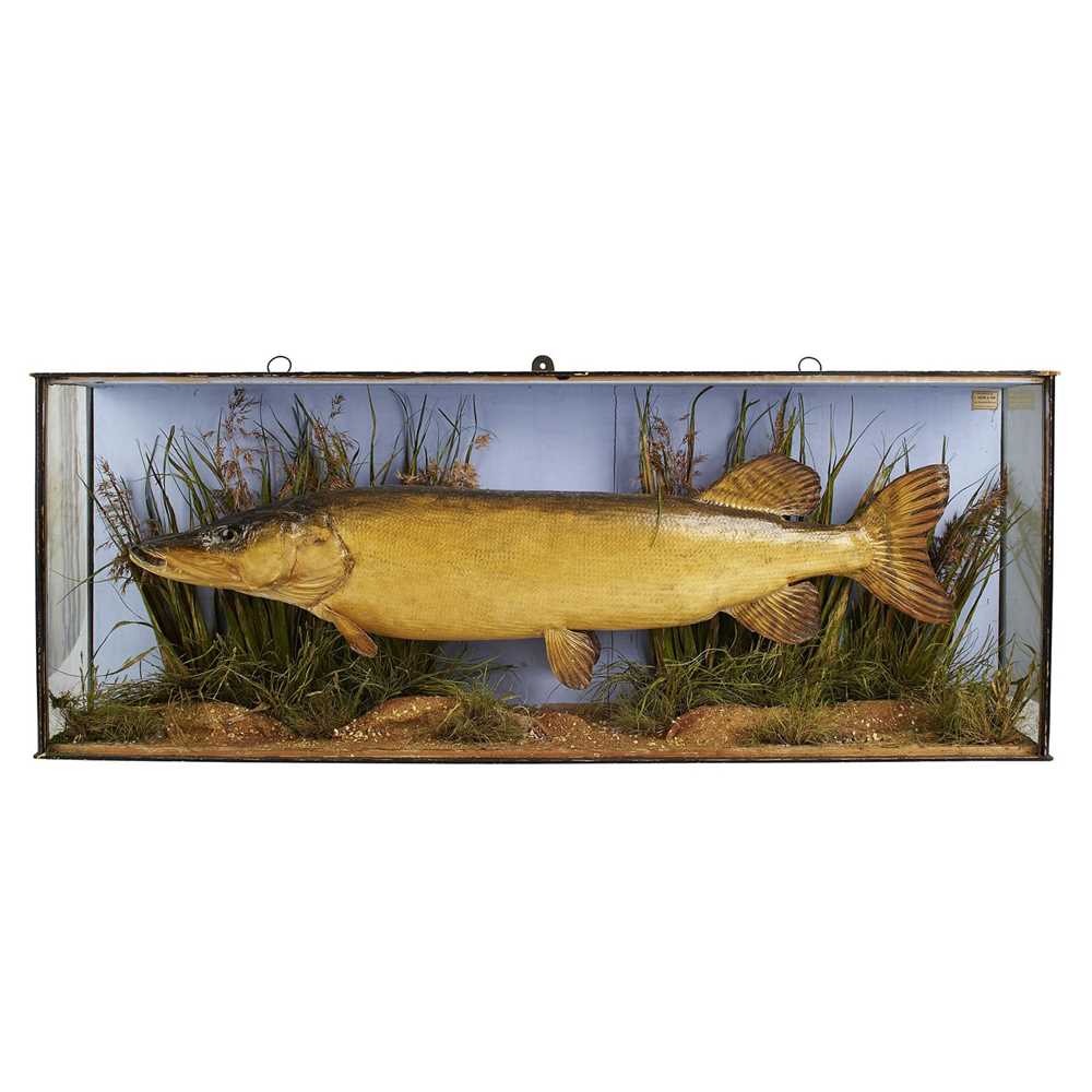 Appraisal: Y CASED TAXIDERMY PIKE BY J COOPER SONS TH CENTURY