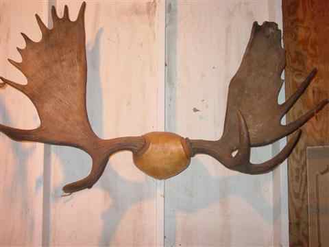 Appraisal: VINTAGE MOOSE ANTLERS w in Other Notes DHS