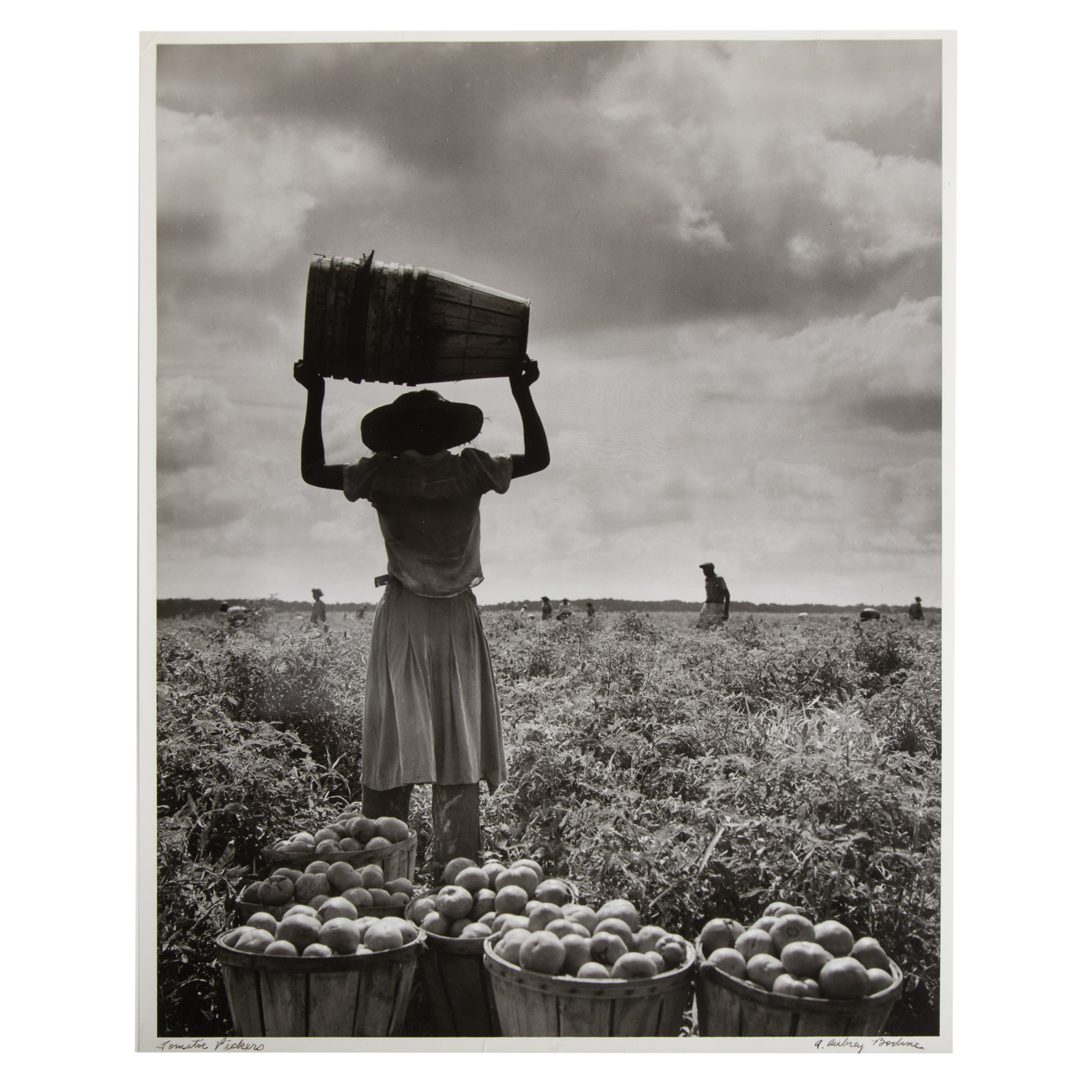 Appraisal: A AUBREY BODINE TOMATO PICKERS PHOTOGRAPH American - Gelatin silver