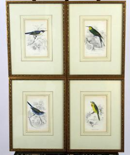 Appraisal: hand colored ornithological book plates Set of hand colored ornithological