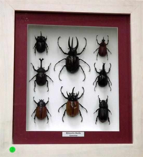 Appraisal: EIGHT RHINOCERAS BEETLES FRAME This a beautifully framed set Rhino