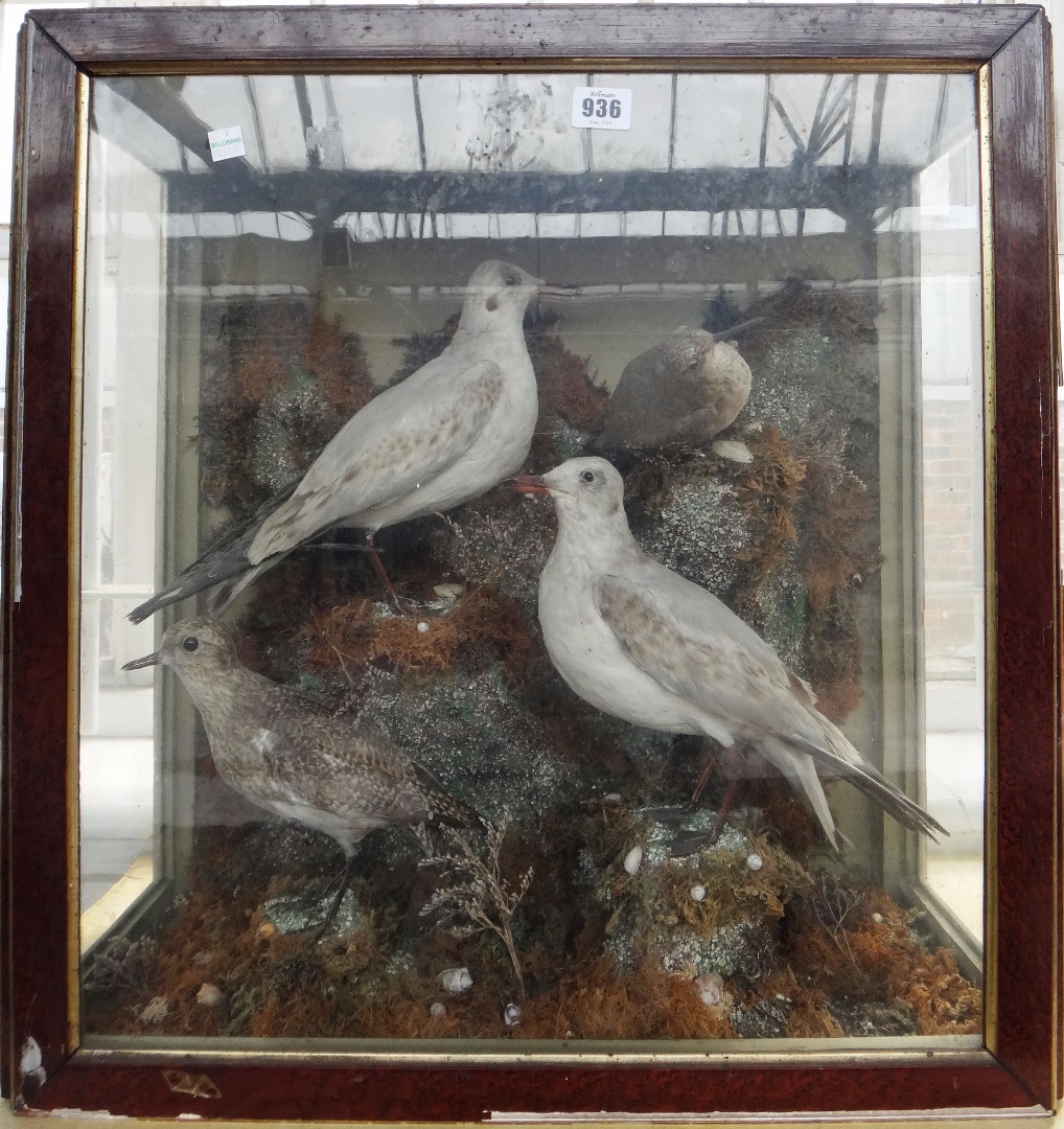 Appraisal: Taxidermy two seagulls and two wader type birds mounted as