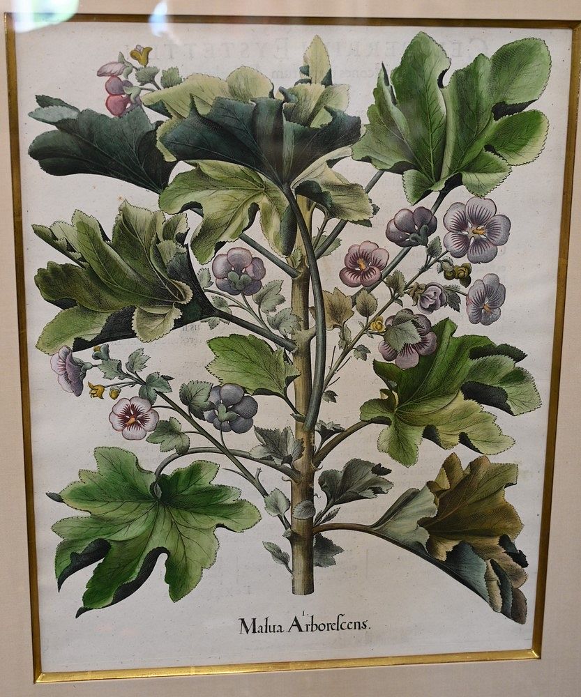 Appraisal: After Basilius Besler German - Malau Arborescens circa engraving hand