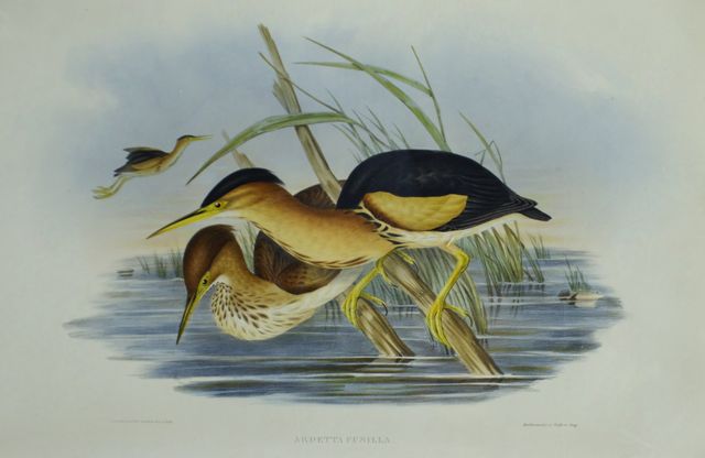 Appraisal: Minute Bittern Ardetta Pusilla