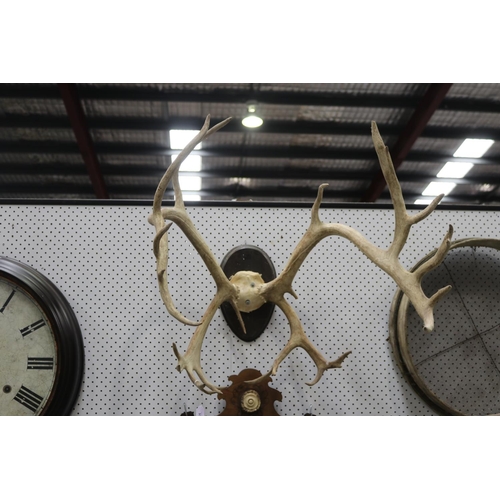 Appraisal: Set of antlers on wooden backboard approx cm H x