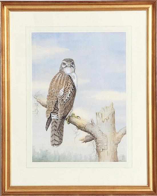 Appraisal: Edward Von Siebold Dingle South Carolina - RED-TAIL HAWK circa