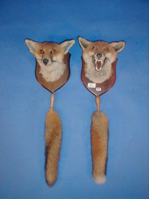 Appraisal: Two taxidermy fox masks and brushes