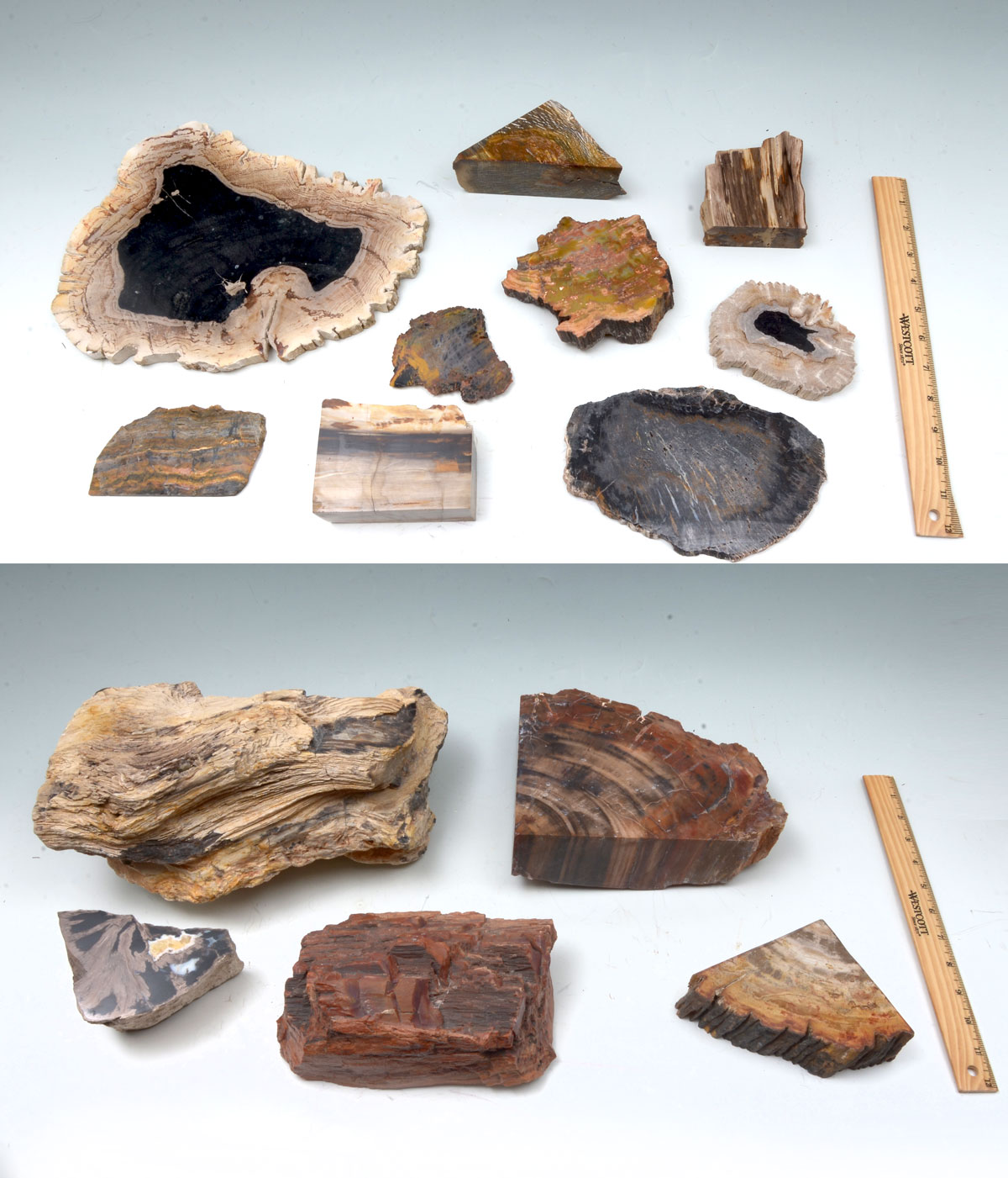 Appraisal: PC PETRIFIED ROCK COLLECTION Comprising specimens of petrified wood chunks