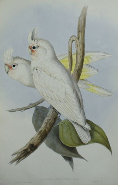 Appraisal: Blood-stained Cockatoo Cacatua Sanguinea