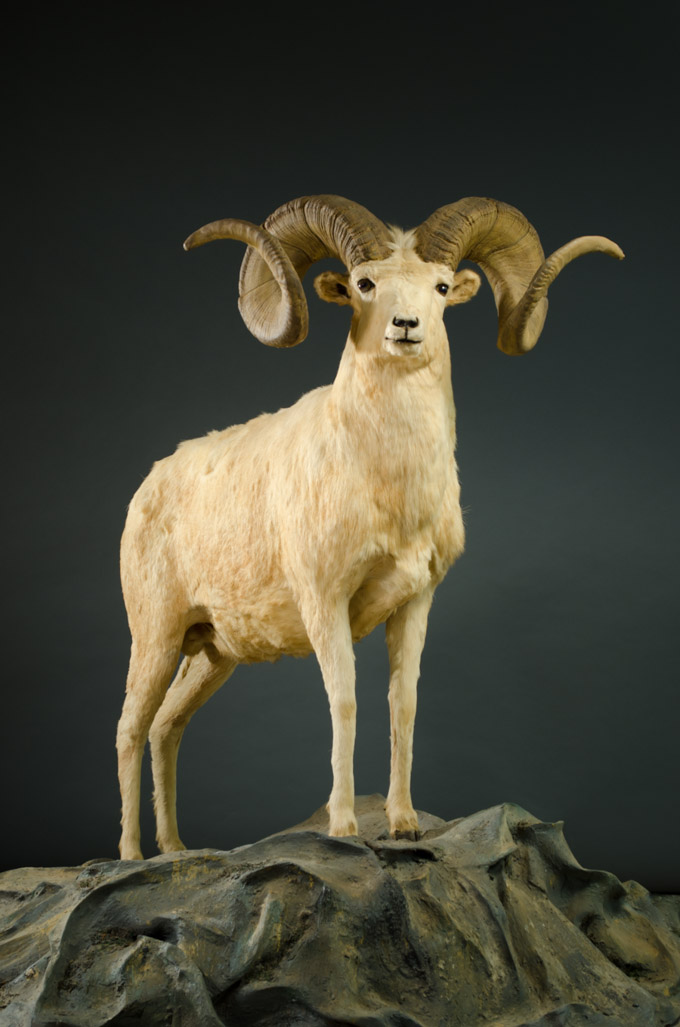 Appraisal: DALL SHEEP TAXIDERMY TROPHY MOUNT a full mount ram with