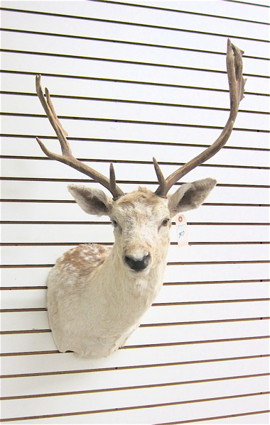 Appraisal: GAME TROPHY MOUNT European Fallow Deer head mount with horns