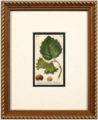 Appraisal: Seven th century botanical prints acorns and almonds published by