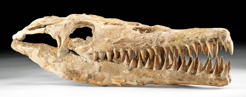 Appraisal: Amazing Late Cretaceous Fossilized Mosasaur Skull North Africa Khouribga Morocco