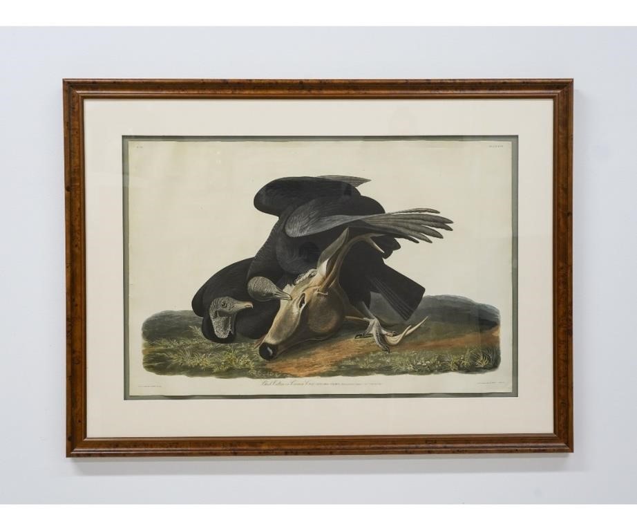 Appraisal: J J Audubon Plate black vulture or carrion crow engraved