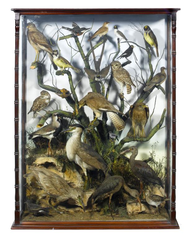 Appraisal: TAXIDERMY A VICTORIAN TABLEAU OF TWENTY-THREE BIRDS including Lapwing Kingfisher