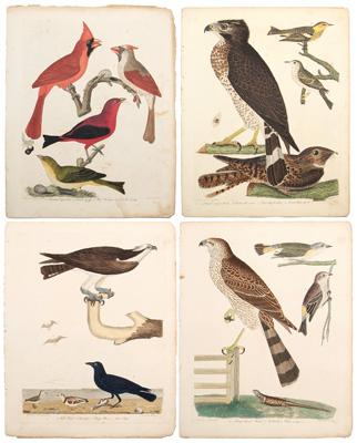 Appraisal: Four Alexander Wilson engravings - from American Ornithology or the