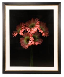 Appraisal: Barry Taratoot Untitled Pink Daisy Photograph Barry Taratoot American active