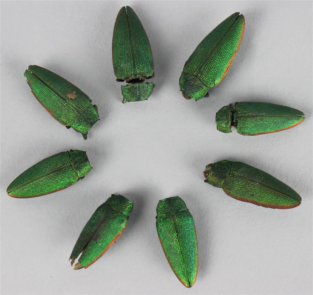 Appraisal: PTOLEMAIC HELLENISTIC DYNASTY APPROX - B C EIGHT GREEN SCARAB