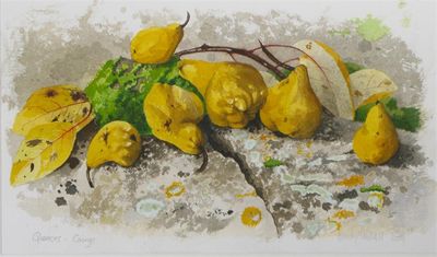 Appraisal: Quinces - Coings' by Felicity Marshall watercolour on paper signed