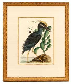 Appraisal: Mark Catesby Ardea Stellaris Cristata Engraving Mark Catesby English active